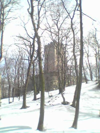 Burg Pottenburg (Hasenburg, Maidenburg) in Wolfsthal