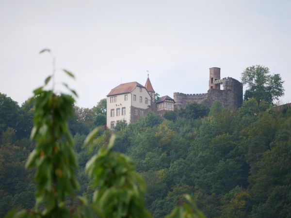 Burgruine Dilsberg (Veste Dielsberg) in Neckargemünd-Dilsberg